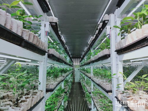 物聯(lián)網技術助力植樹造林，綠色產業(yè)迎來科技突圍